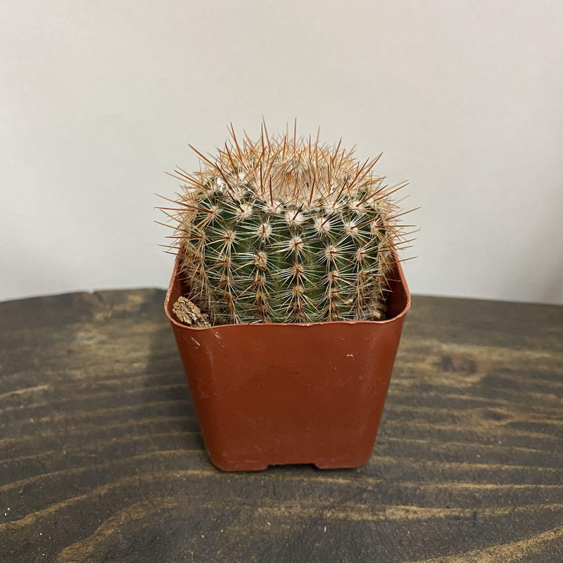 Cactus 'Pin Cushion' - Urban Sprouts