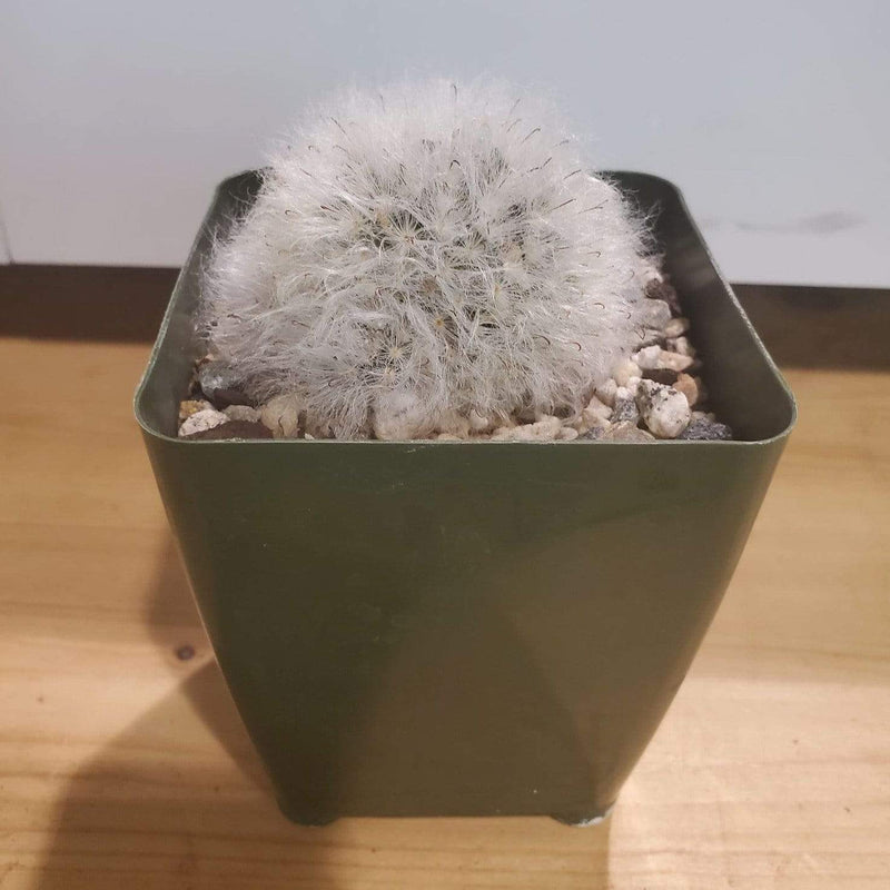 Urban Sprouts Plant 2" in nursery pot Cactus 'Powder Puff'