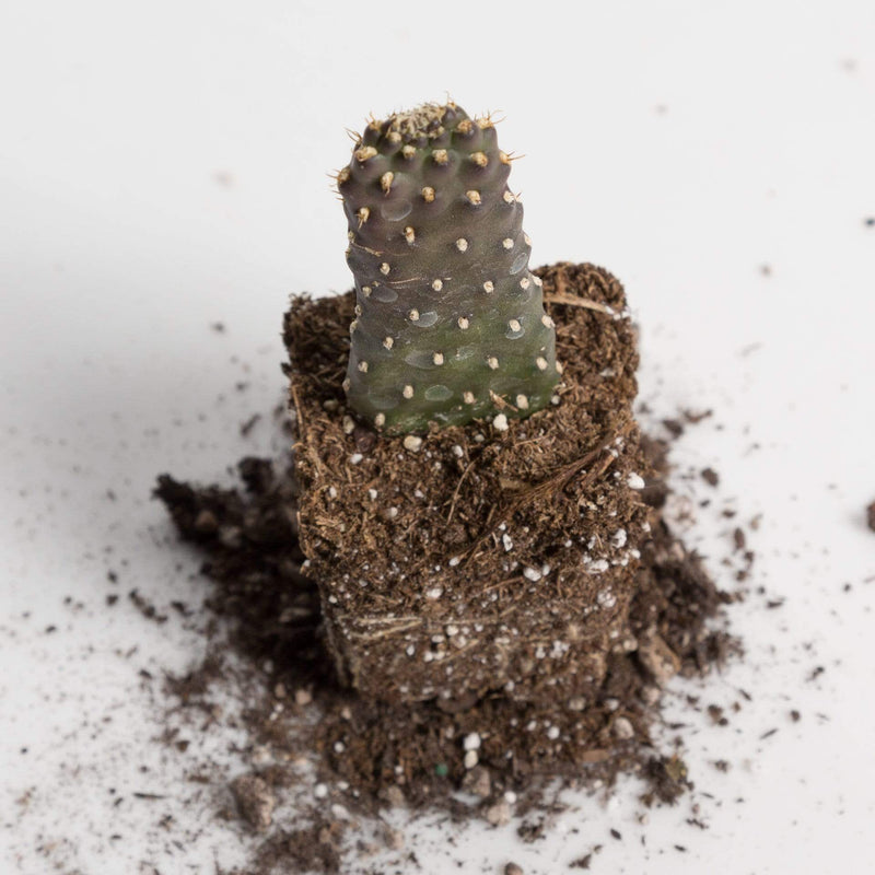 Urban Sprouts Plant 2" in nursery pot Cactus 'Road Kill'