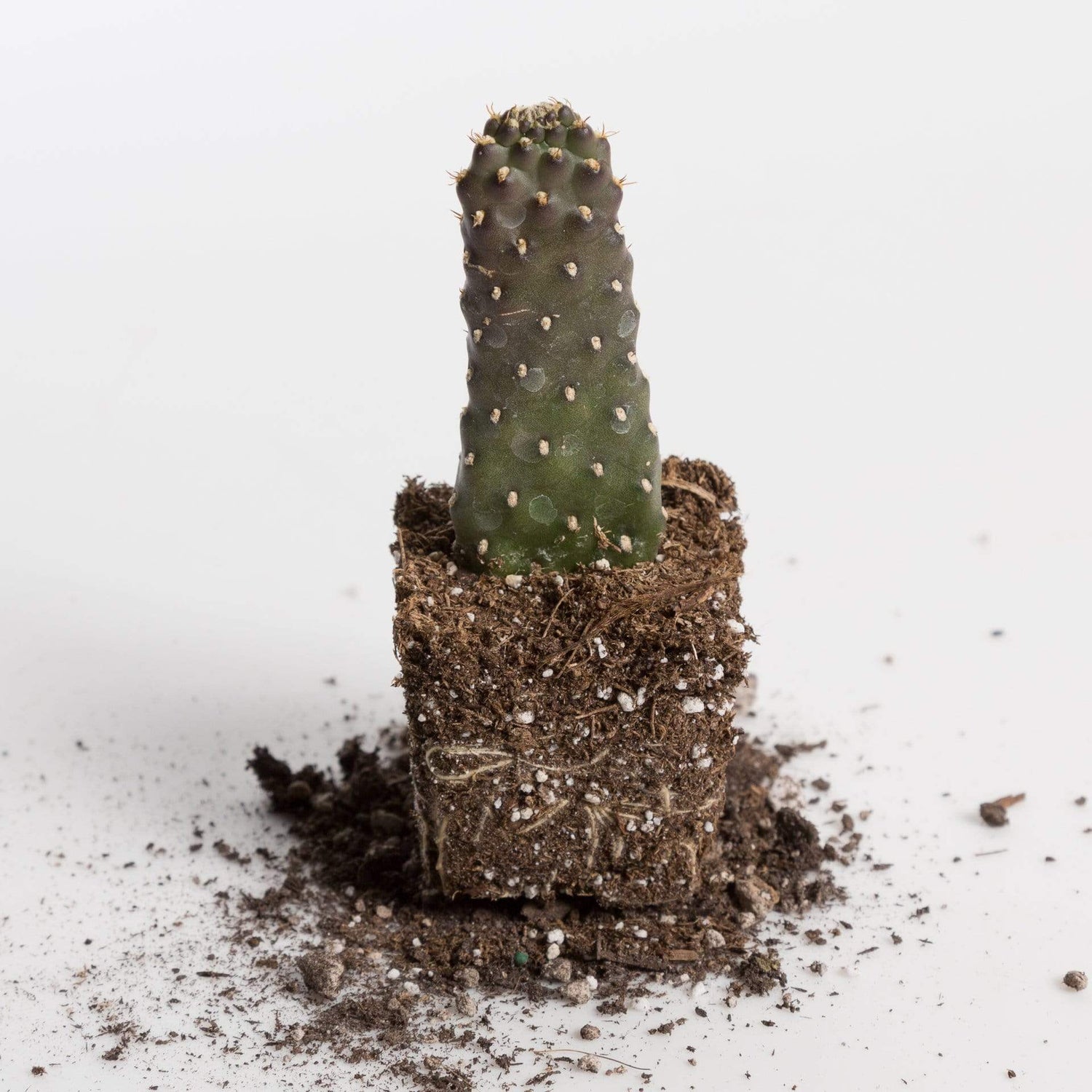 Urban Sprouts Plant 2" in nursery pot Cactus 'Road Kill'