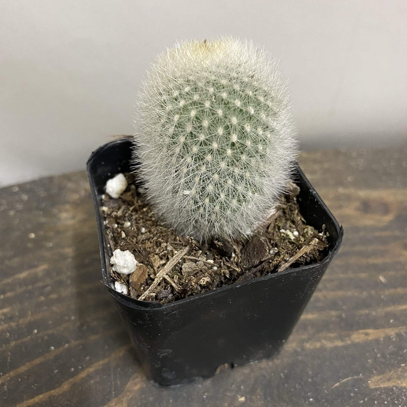 Urban Sprouts Plant 2" in nursery pot Cactus 'Snowball - Orange'