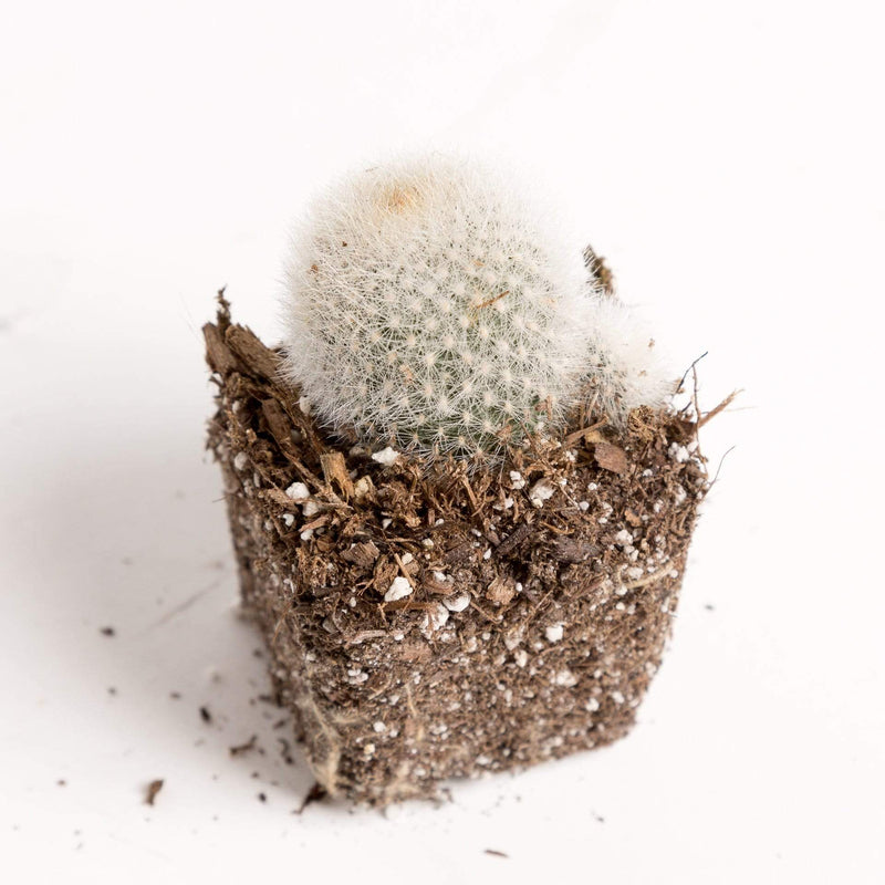 Urban Sprouts Plant 2" in nursery pot Cactus 'Snowball - Orange'