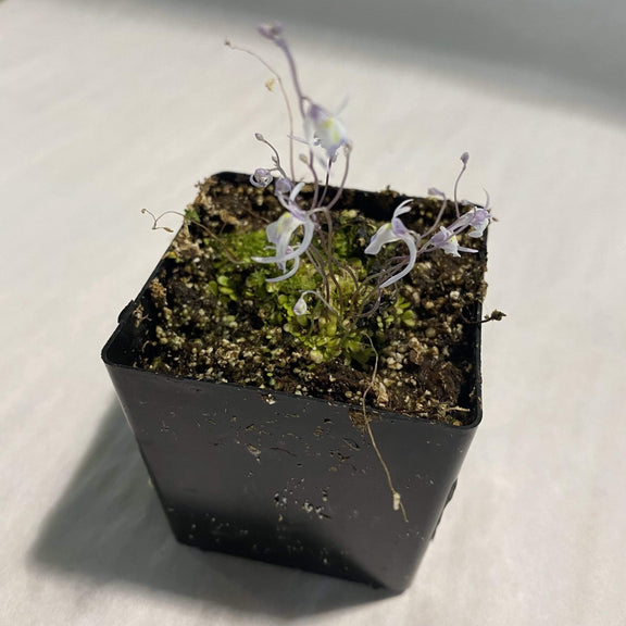 Urban Sprouts Plant 2" in nursery pot Carnivorous 'Bladderwort'