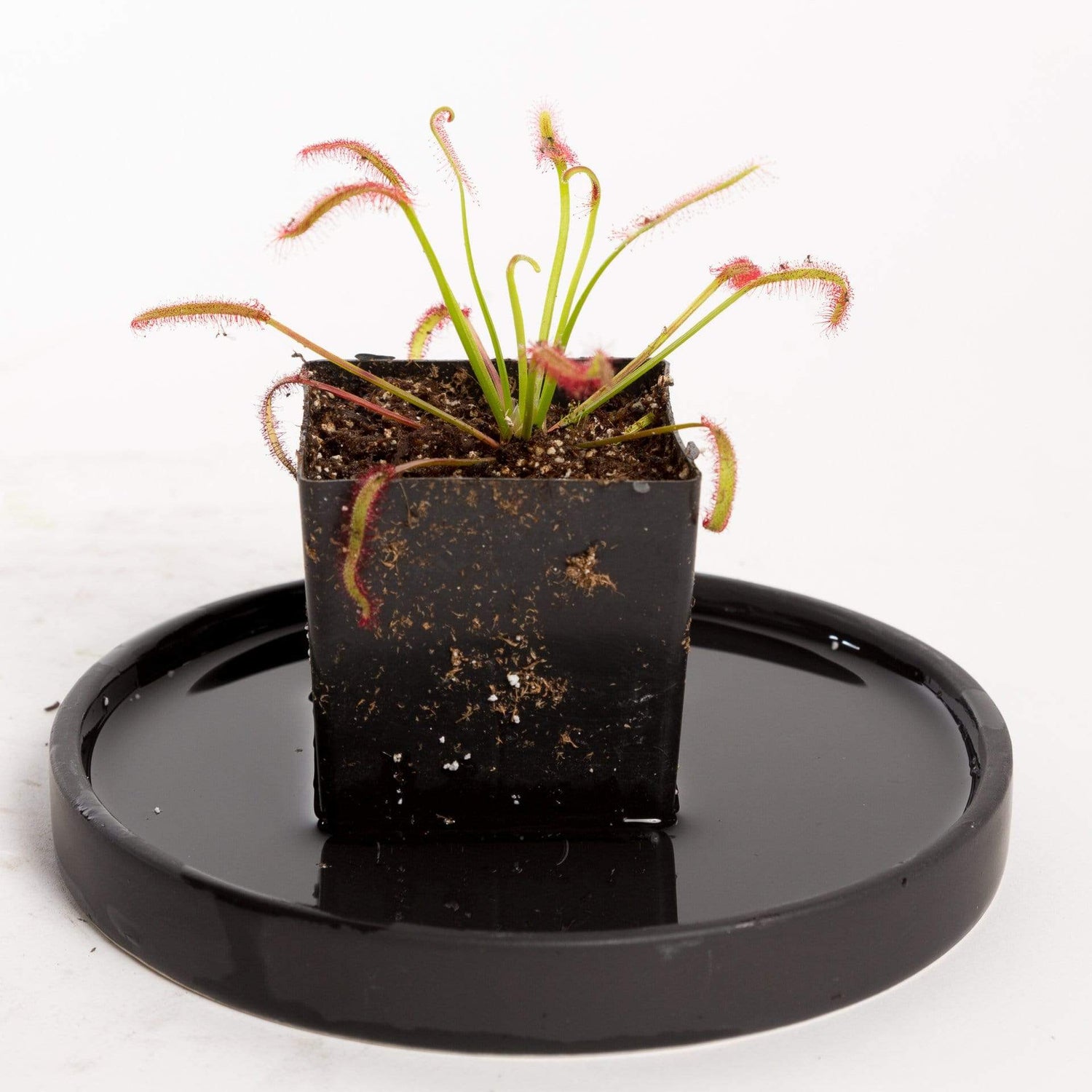 Urban Sprouts Plant 2" in nursery pot Carnivorous 'Cape Sundew'