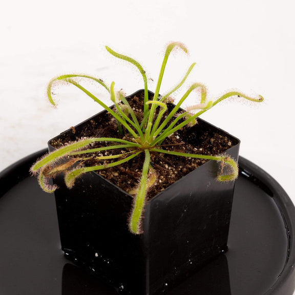 Urban Sprouts Plant 2" in nursery pot Carnivorous 'Cape Sundew - White'