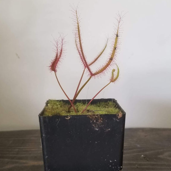 Urban Sprouts Plant 2" in nursery pot Carnivorous 'Fork-leaved Sundew - Dichotoma'
