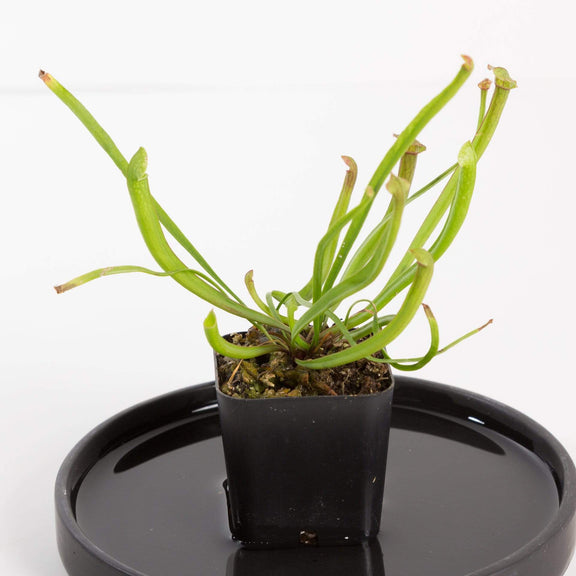 Urban Sprouts Plant 2" in nursery pot Carnivorous 'Trumpet Pitchers - Scarlet Belle'