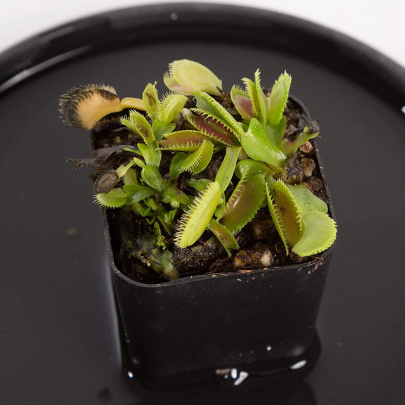 Urban Sprouts Plant 2"  in nursery pot Carnivorous 'Venus Flytrap - Dente'