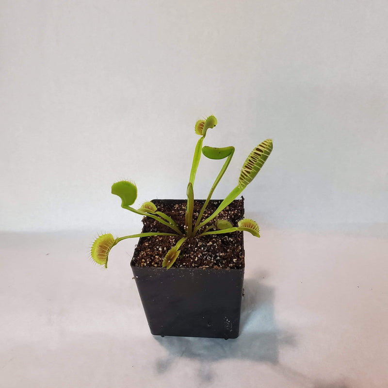 Urban Sprouts Plant 2"  in nursery pot Carnivorous 'Venus Flytrap - King Henry'