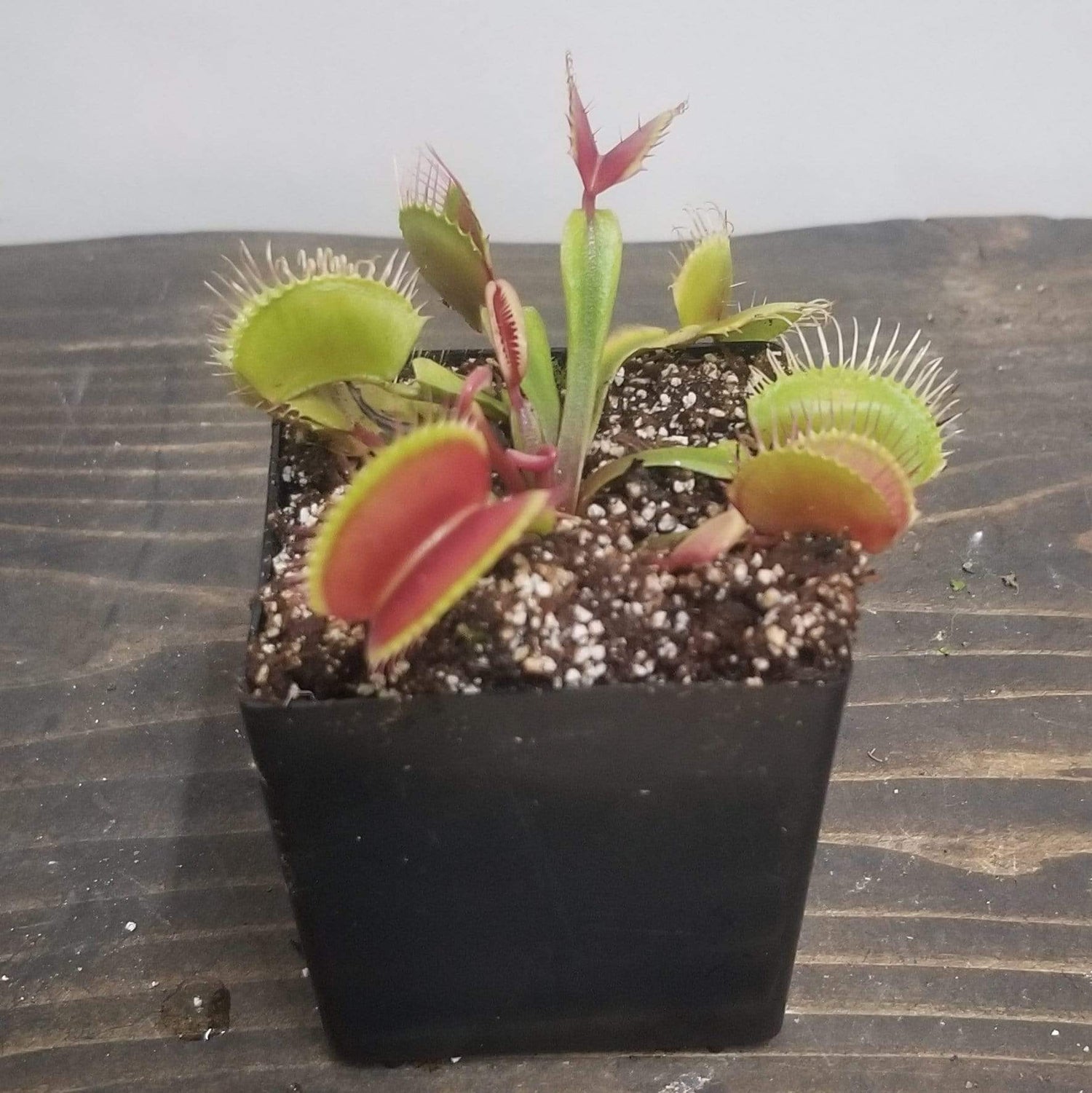 Urban Sprouts Plant 2"  in nursery pot Carnivorous 'Venus Flytrap - Red Mouth'