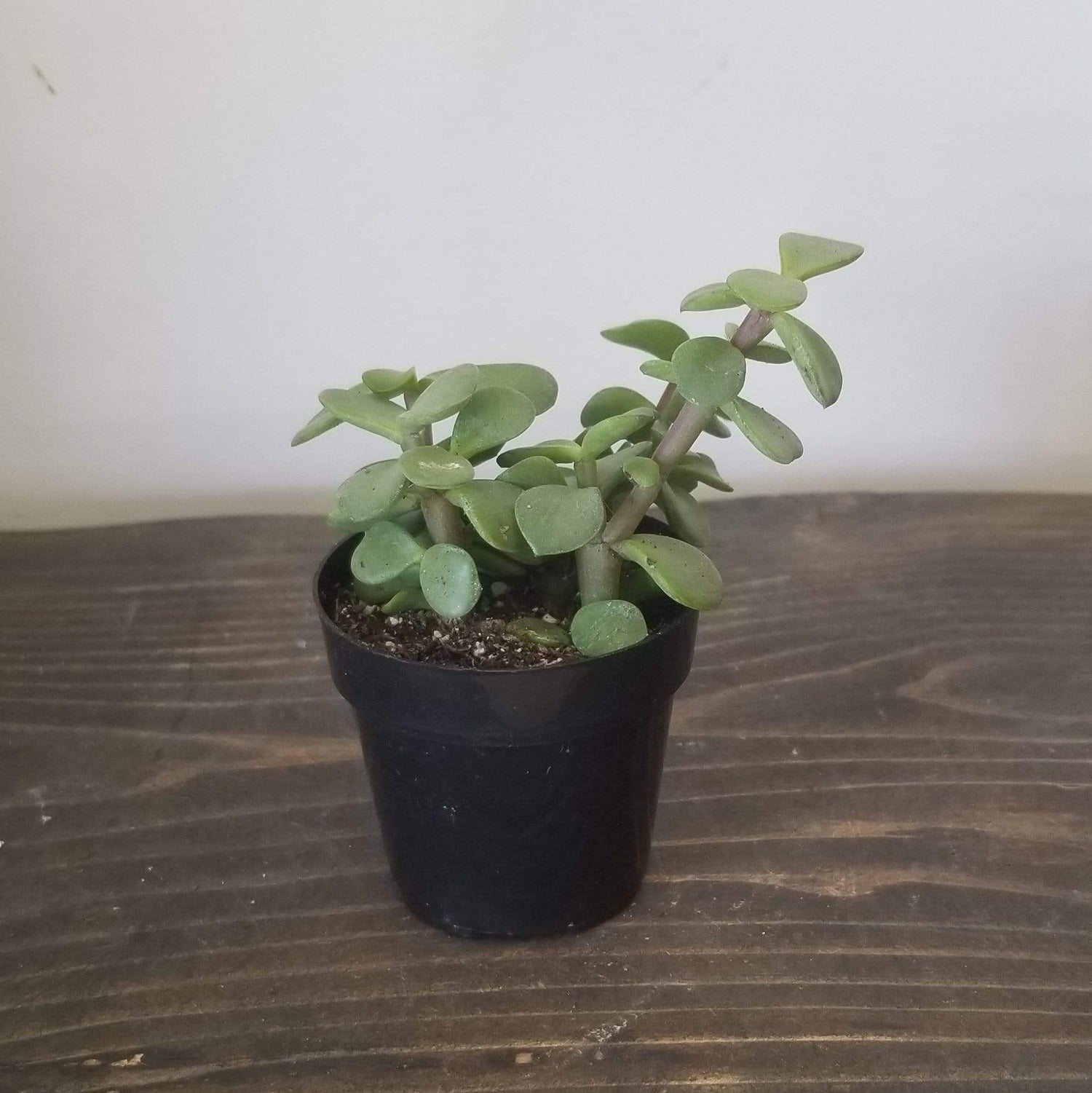 Urban Sprouts Plant 2" in nursery pot Elephant Bush 'Mini Jade'