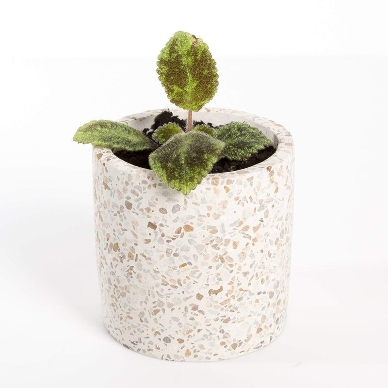 Urban Sprouts Plant 2" in nursery pot Episcia "Emerald Velvet"
