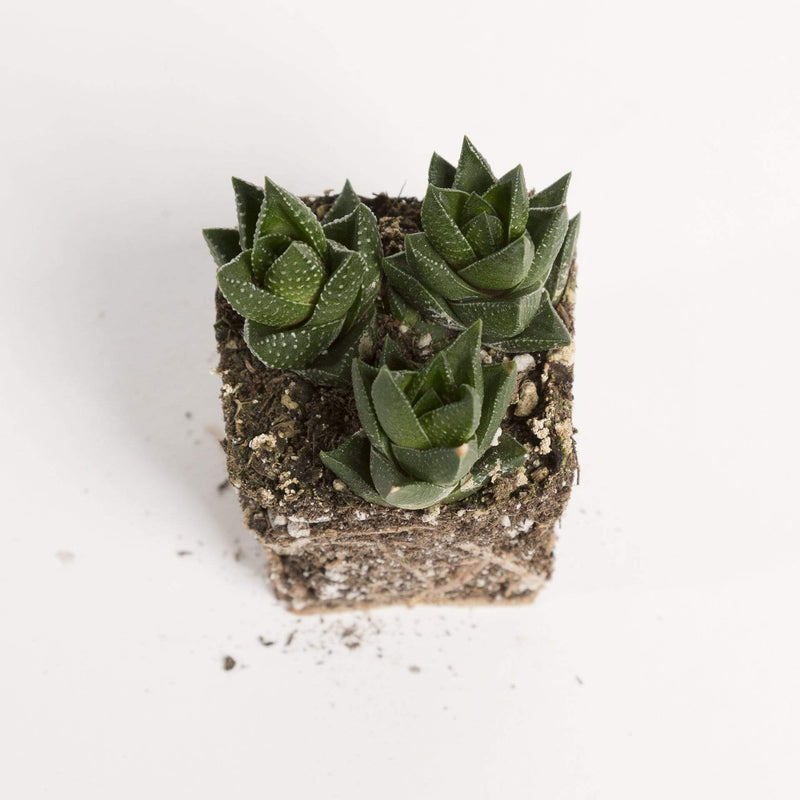 Haworthia 'Coarctata' - Urban Sprouts