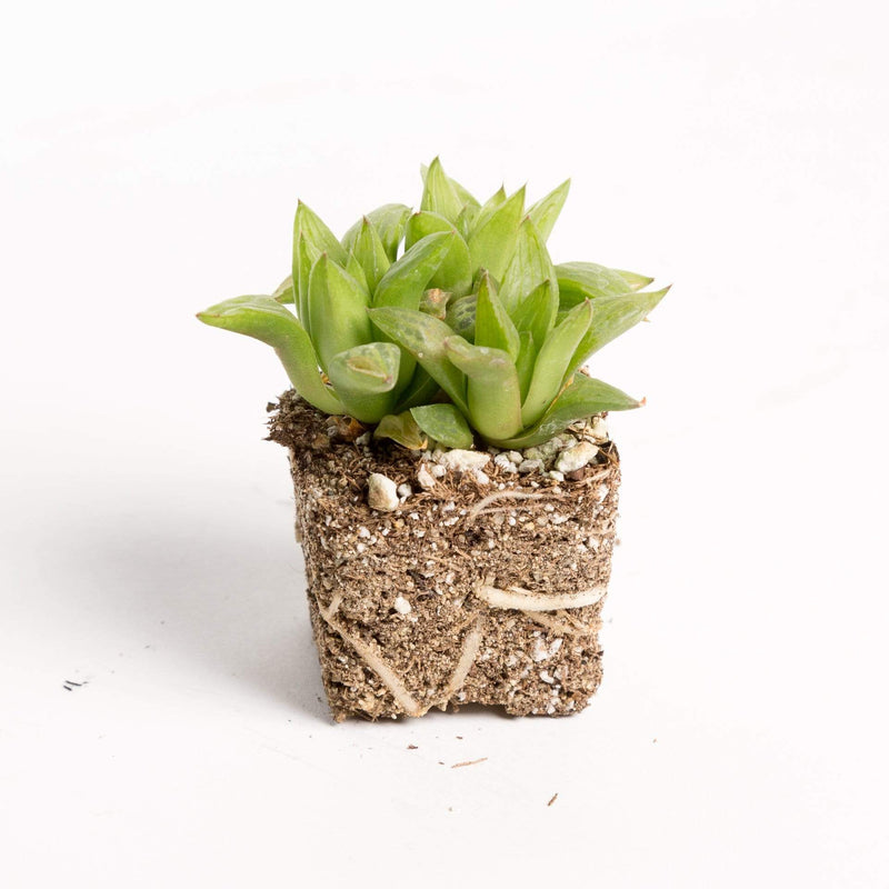 Urban Sprouts Plant 2" in nursery pot Haworthia 'Cooperi'