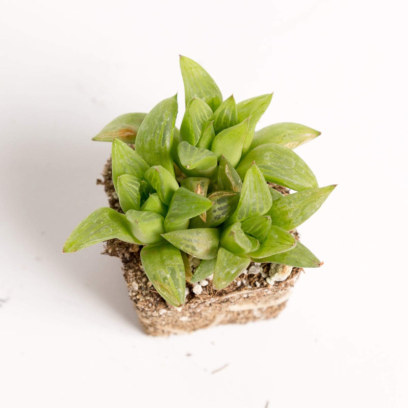 Urban Sprouts Plant 2" in nursery pot Haworthia 'Cooperi'