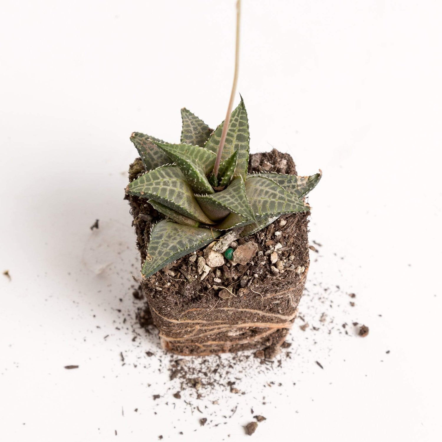 Urban Sprouts Plant 2" in nursery pot Haworthia 'Venosa'