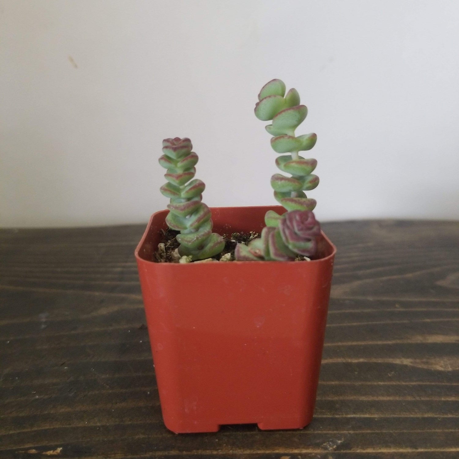 Urban Sprouts Plant 2" in nursery pot Jade 'Baby's Necklace'