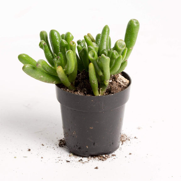 Urban Sprouts Plant 2" in nursery pot Jade 'Gollum'