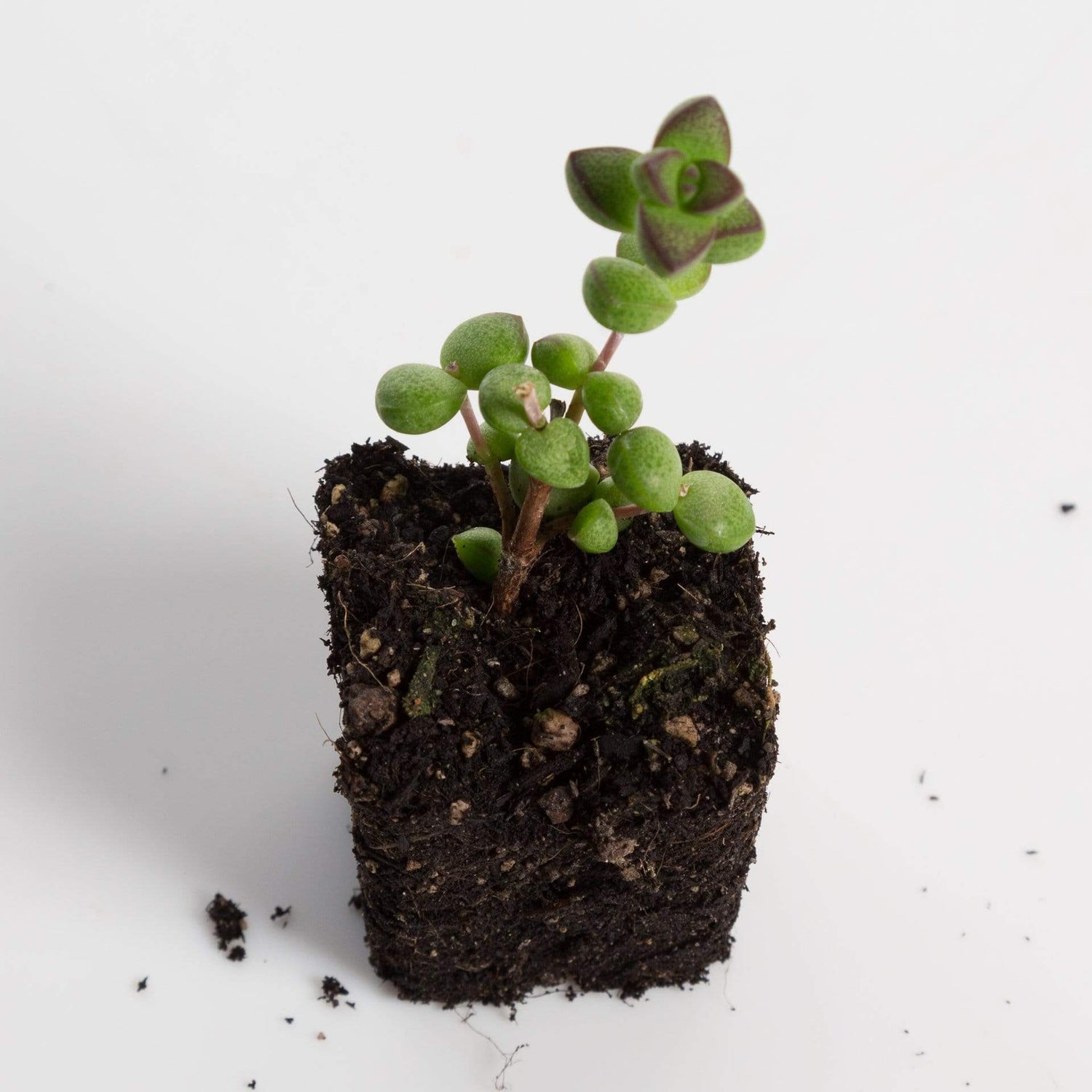 Urban Sprouts Plant 2" in nursery pot Jade 'Ivory Towers'