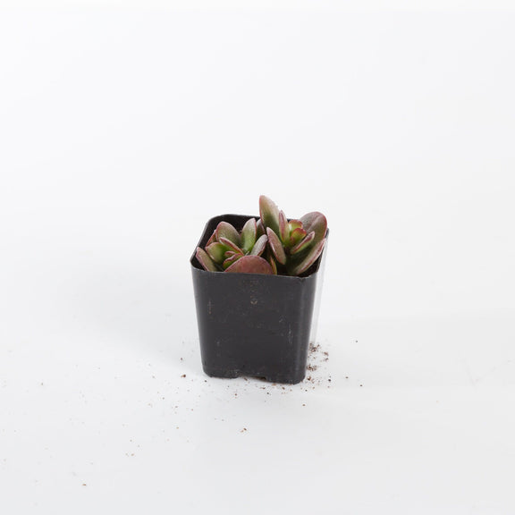 Urban Sprouts Plant 2" in nursery pot Jade 'Mini'