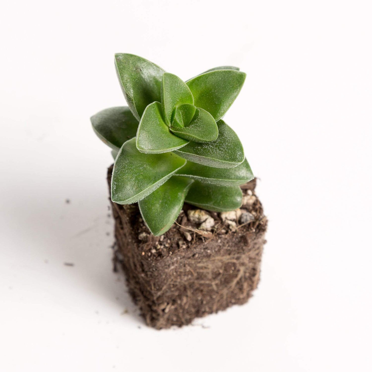Urban Sprouts Plant 2" in nursery pot Jade 'Springtime'