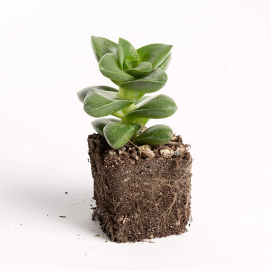 Urban Sprouts Plant 2" in nursery pot Jade 'Springtime'
