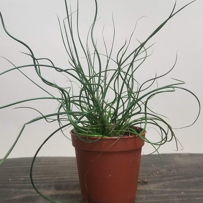 Juncus Spiralis 'Corkscrew Grass' - Urban Sprouts