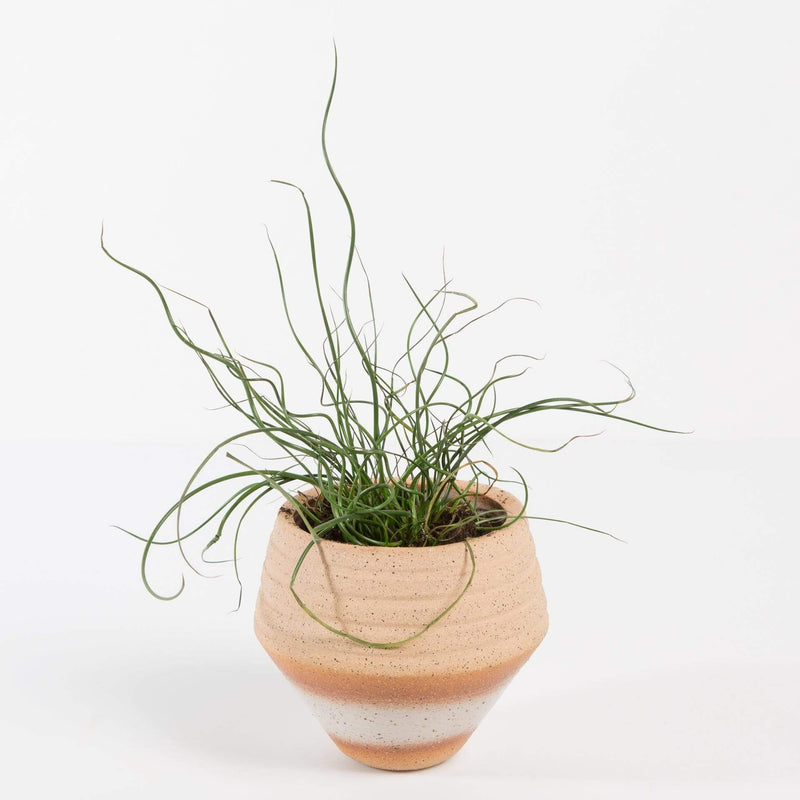Urban Sprouts Plant 2" in nursery pot Juncus Spiralis 'Corkscrew Grass'