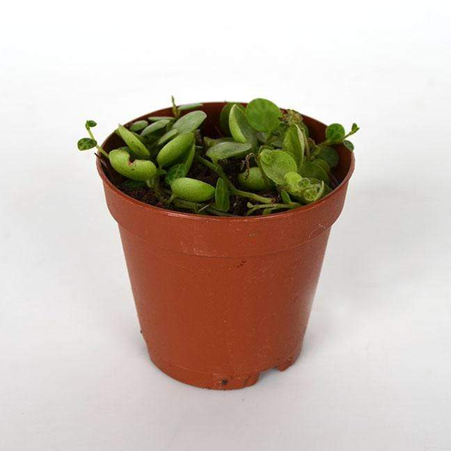 Urban Sprouts Plant 2" in nursery pot Peperomia 'String of Turtles'
