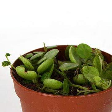 Urban Sprouts Plant 2" in nursery pot Peperomia 'String of Turtles'