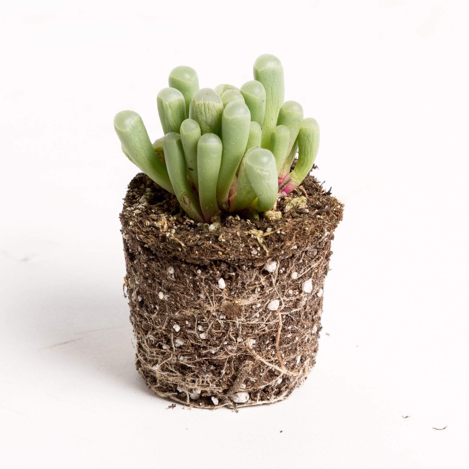 Urban Sprouts Plant 2" in nursery pot Succulent 'Baby Toes'