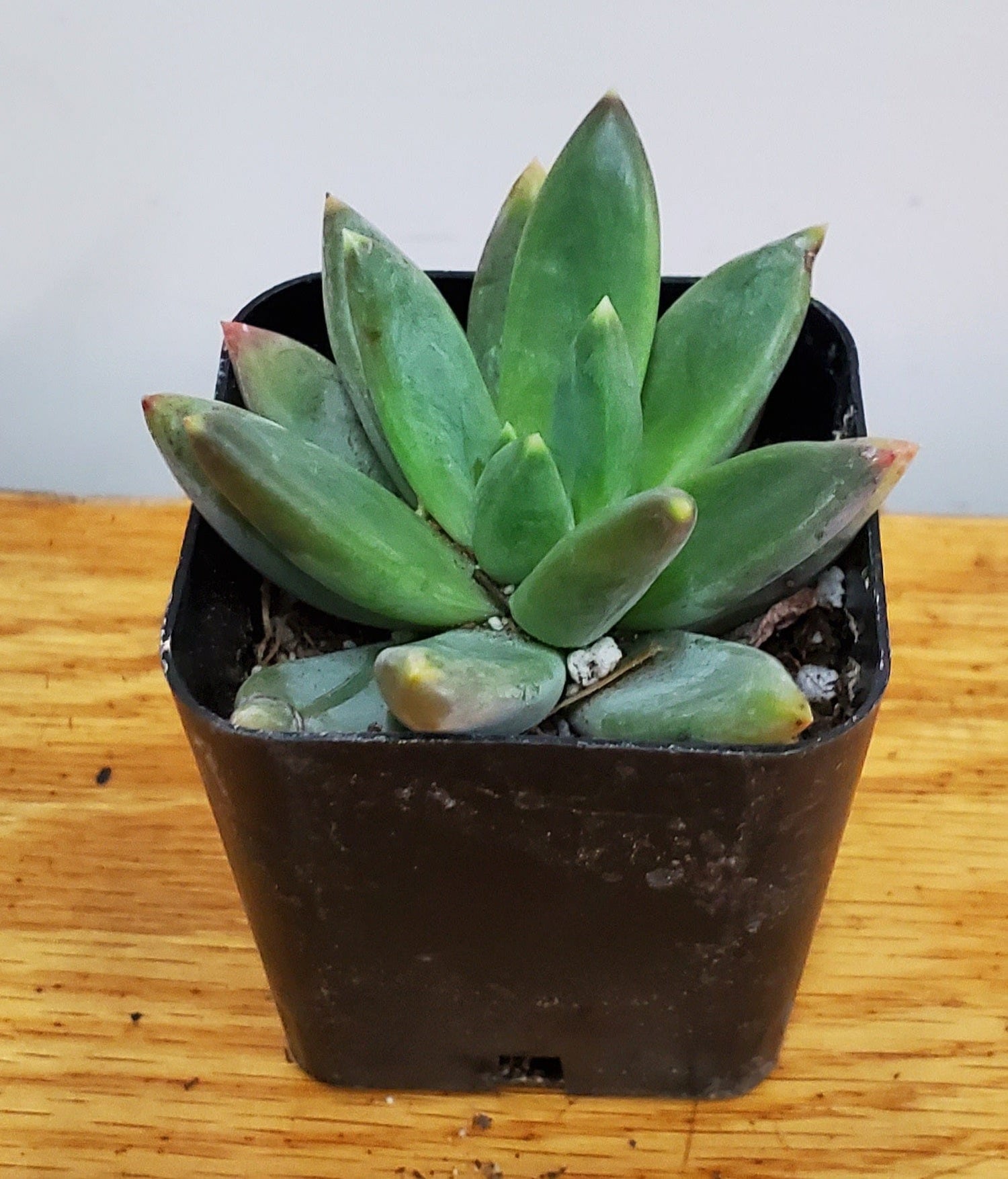 Urban Sprouts Plant 2" in nursery pot Succulent 'Bea'