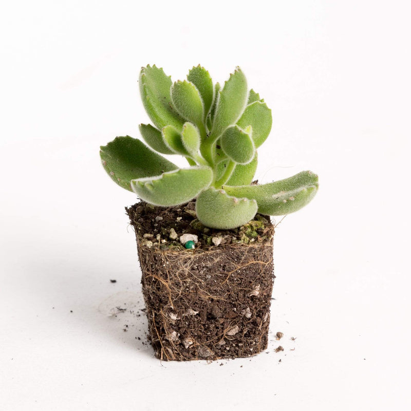 Urban Sprouts Plant 2" in nursery pot Succulent 'Bear's Paw'