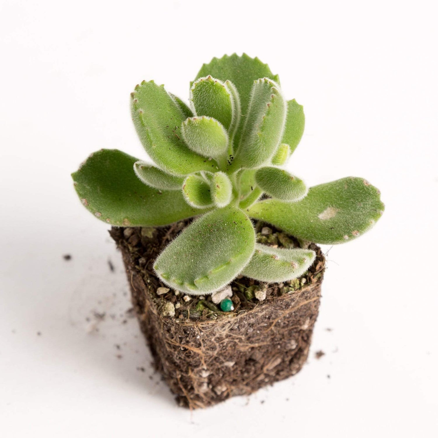 Urban Sprouts Plant 2" in nursery pot Succulent 'Bear's Paw'