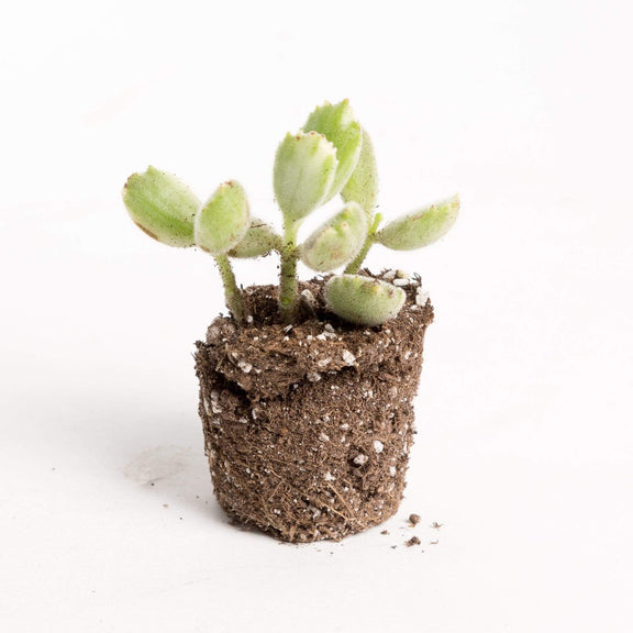 Urban Sprouts Plant 2" in nursery pot Succulent 'Bear's Paw - Variegated'
