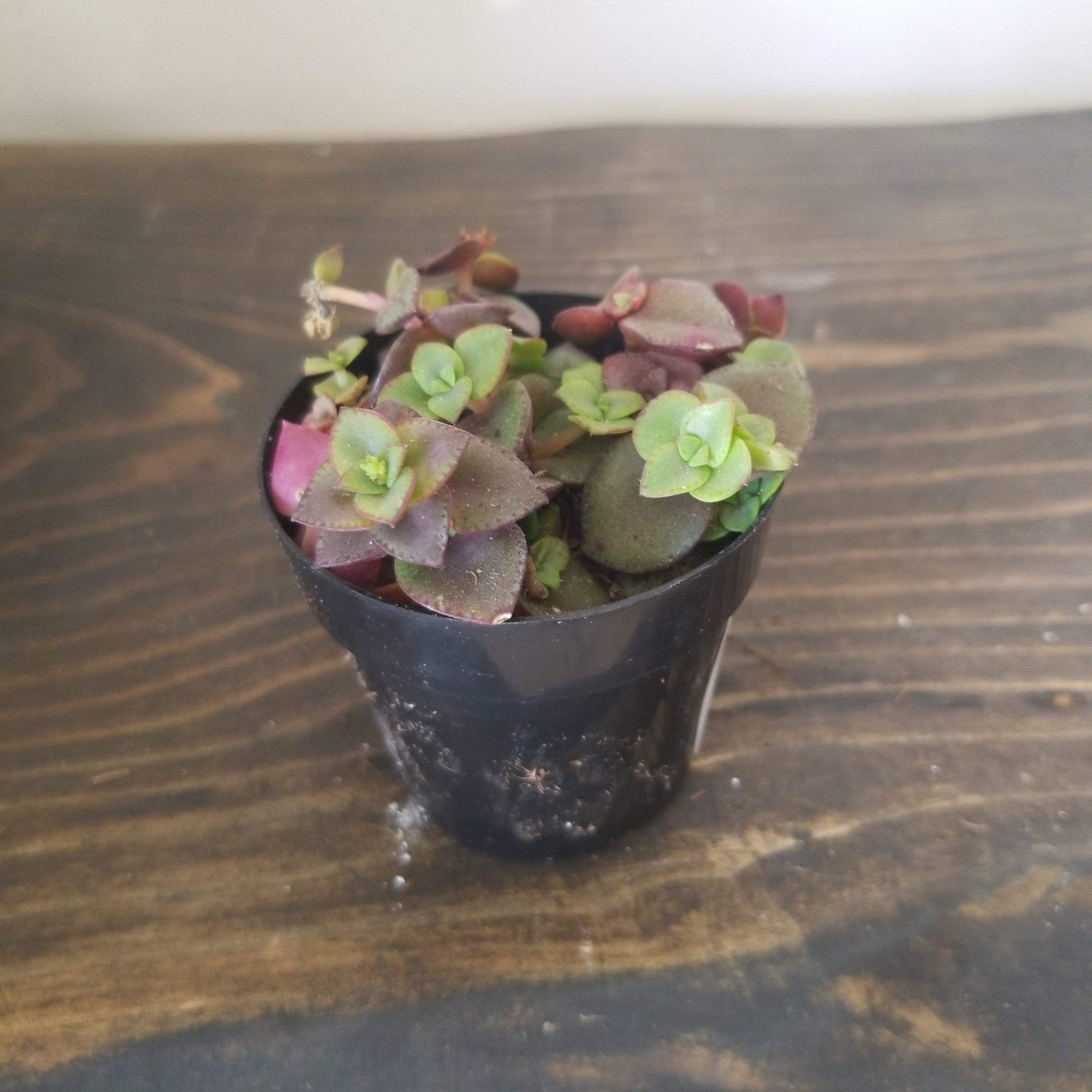 Urban Sprouts Plant 2" in nursery pot Succulent 'Calico Kitten - Variegated’