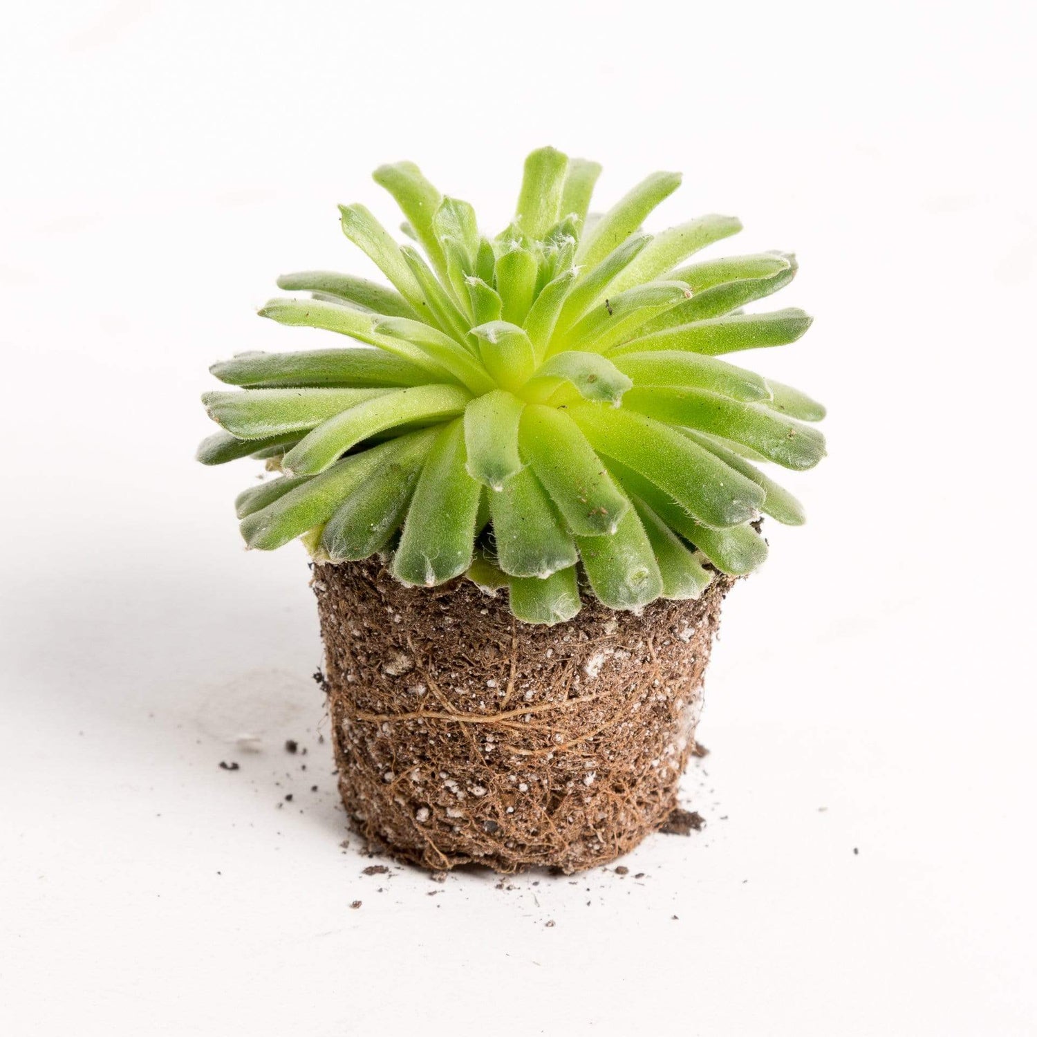 Urban Sprouts Plant 2" in nursery pot Succulent 'Cebenese'