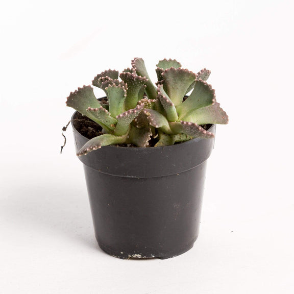Urban Sprouts Plant 2" in nursery pot Succulent 'Concrete Leaf'