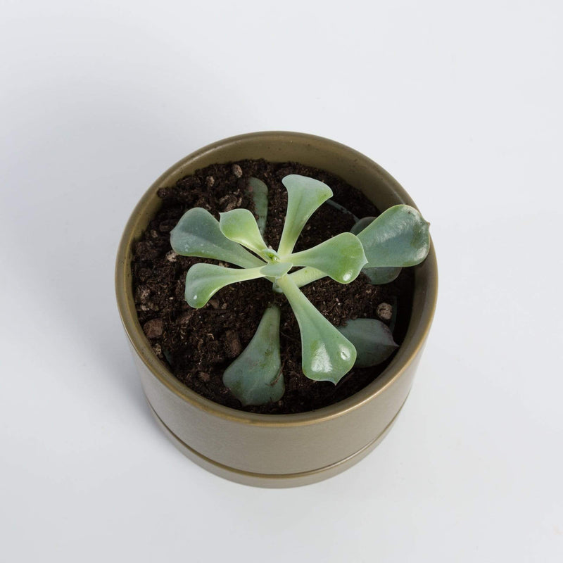 Urban Sprouts Plant 2" in nursery pot Succulent 'Cubic Frost'