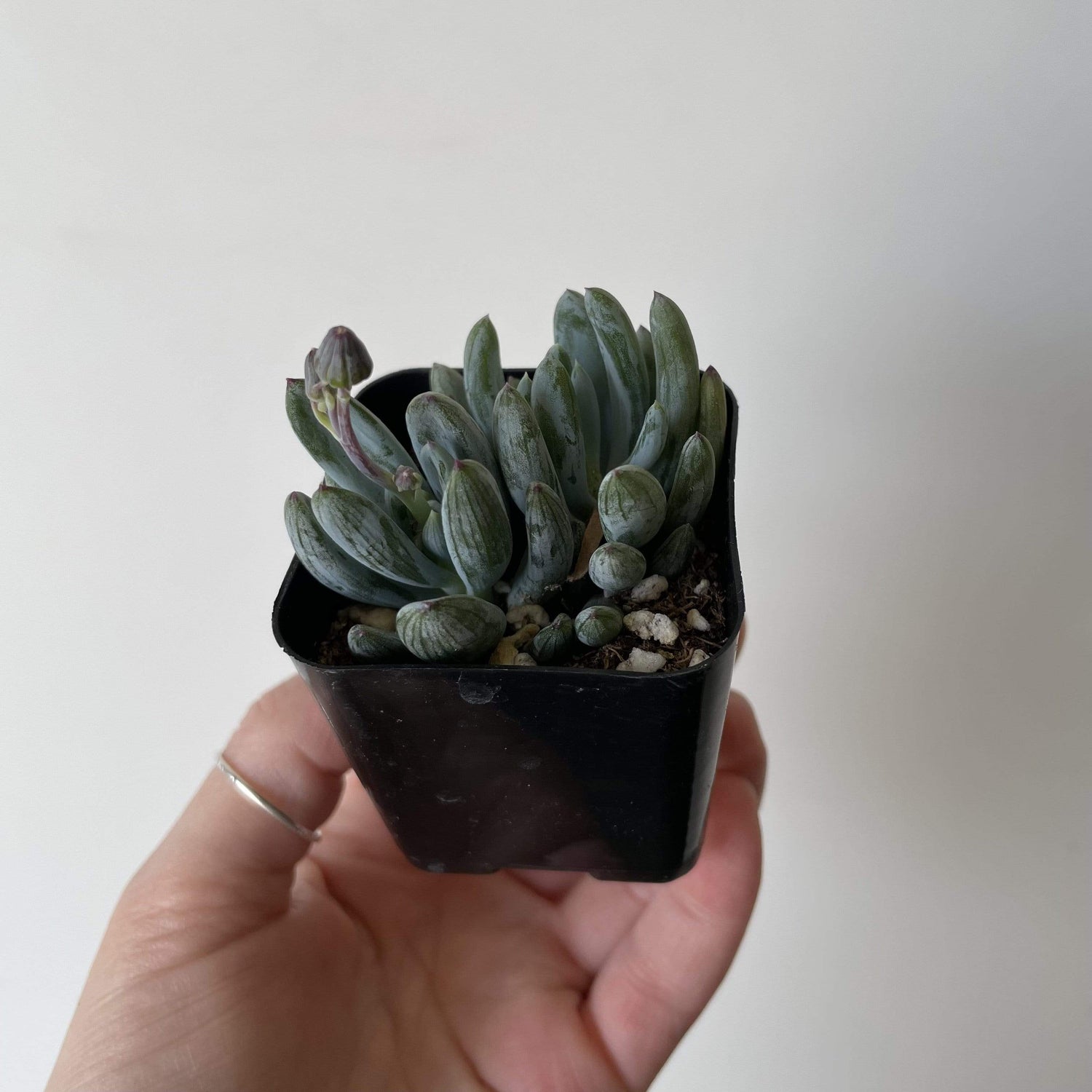 Urban Sprouts Plant 2" in nursery pot Succulent 'Dwarf Blue Chalksticks'