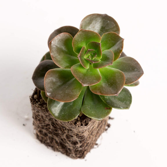 Urban Sprouts Plant 2" in nursery pot Succulent 'Echeveria Melaco '