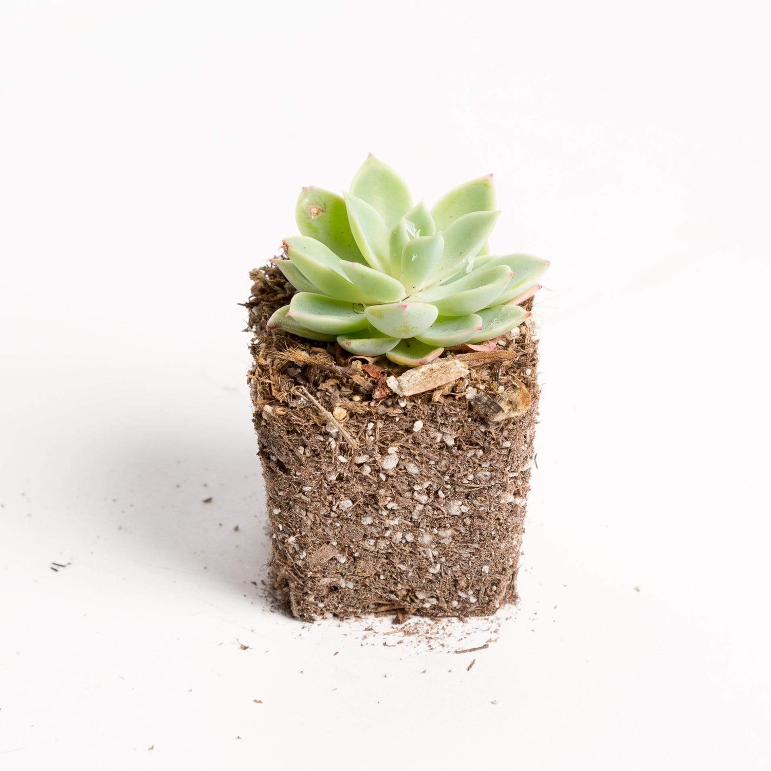 Urban Sprouts Plant 2" in nursery pot Succulent 'Echeveria pulidonis'