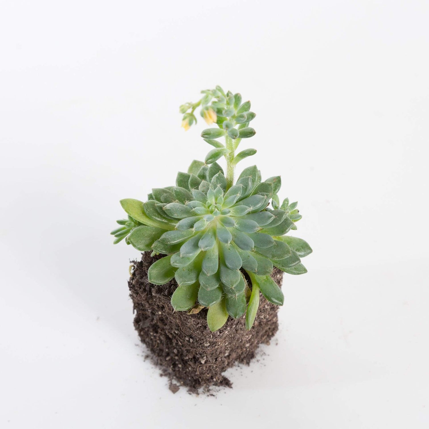 Urban Sprouts Plant 2" in nursery pot Succulent 'Fury'
