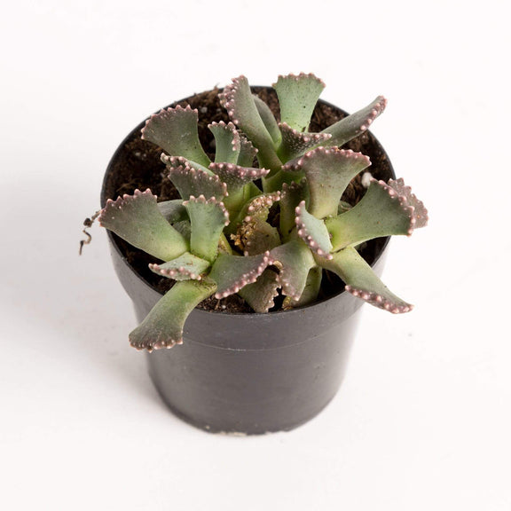 Urban Sprouts Plant 2" in nursery pot Succulent 'Giant Jewel'
