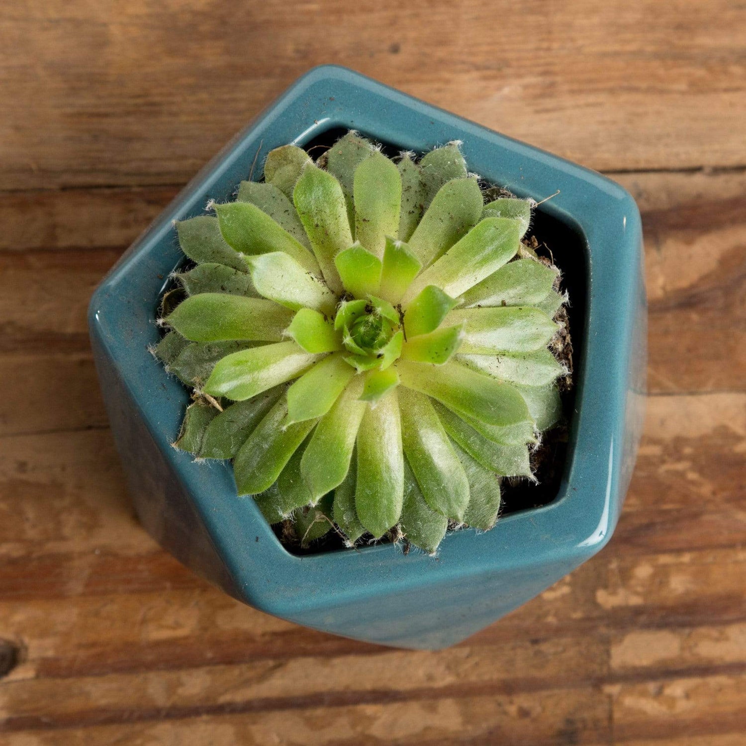Succulent 'Hens and Chicks' - Urban Sprouts
