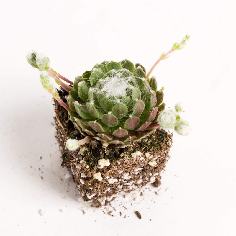 Urban Sprouts Plant 2" in nursery pot Succulent 'Hens and Chicks - Cobwebs'