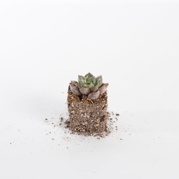 Urban Sprouts Plant 2" in nursery pot Succulent 'Hens and Chicks Orion'