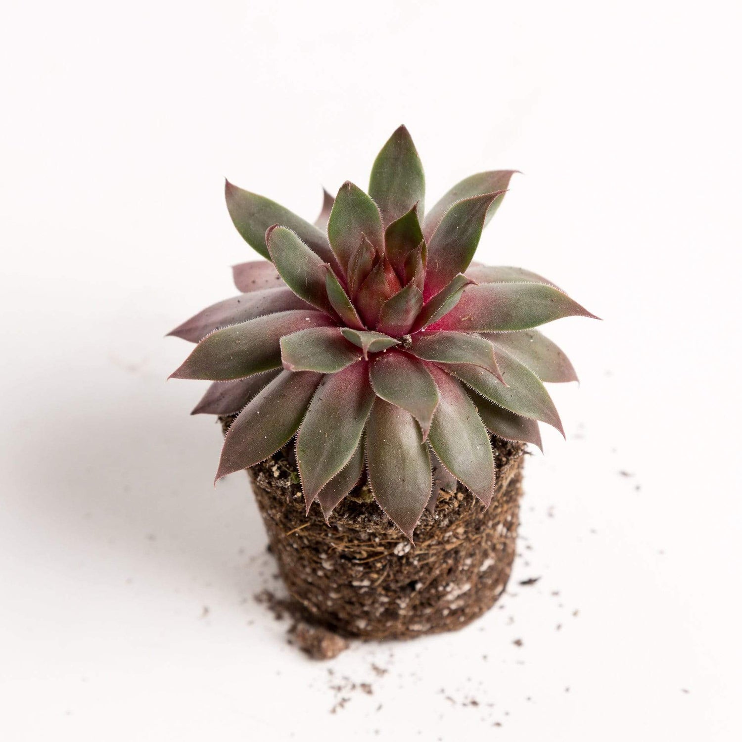 Urban Sprouts Plant 2" in nursery pot Succulent 'Hens and Chicks 'Plush Puppy'