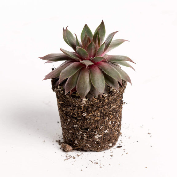 Urban Sprouts Plant 2" in nursery pot Succulent 'Hens and Chicks 'Plush Puppy'