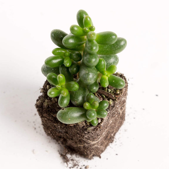 Urban Sprouts Plant 2" in nursery pot Succulent 'Jelly Bean'